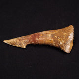 SAWFISH ROSTRAL BARB FOSSIL, Late Cretaceous, Morocco XSF004