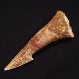 SAWFISH ROSTRAL BARB FOSSIL, Late Cretaceous, Morocco XSF004