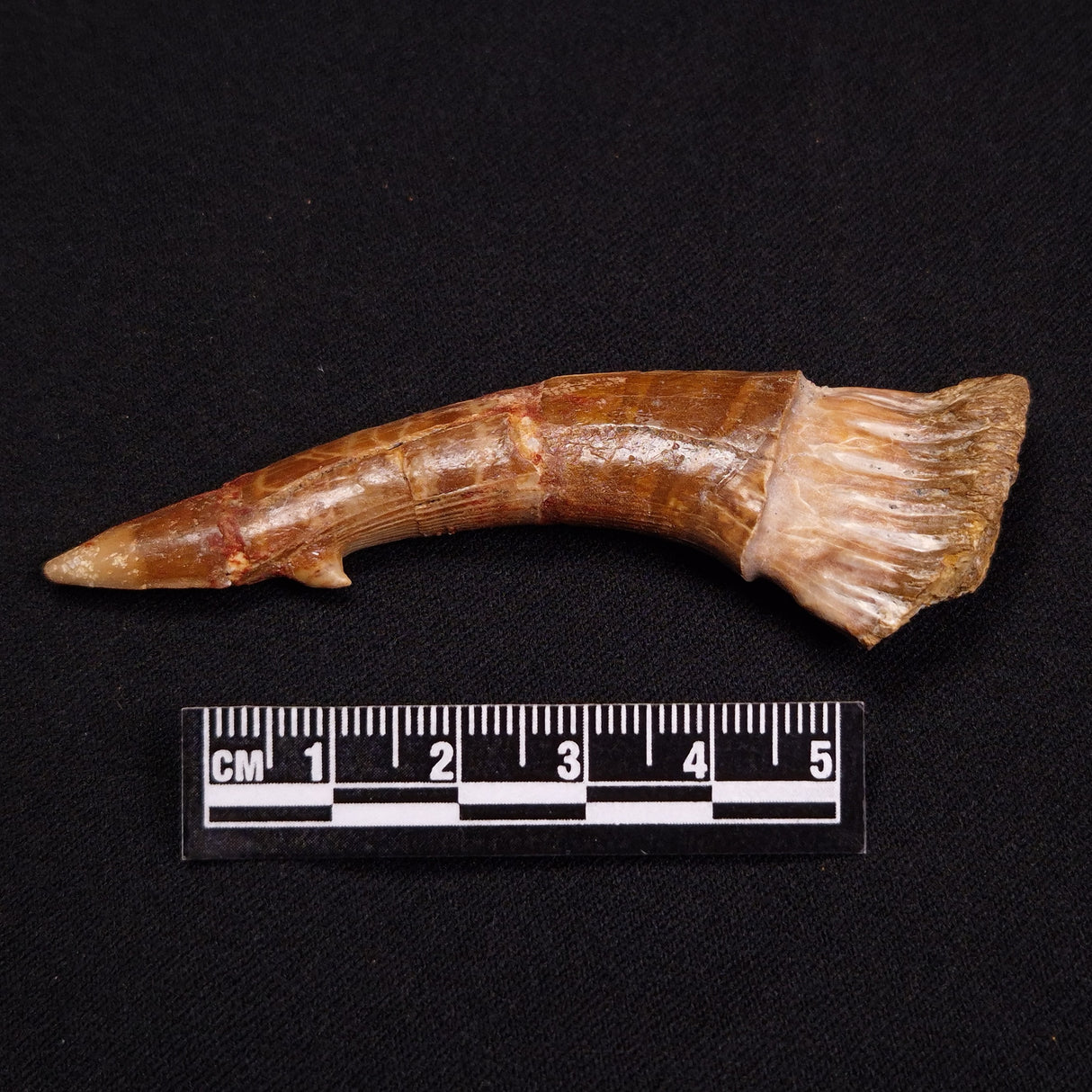 SAWFISH ROSTRAL BARB FOSSIL, Late Cretaceous, Morocco XSF005