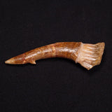SAWFISH ROSTRAL BARB FOSSIL, Late Cretaceous, Morocco XSF005