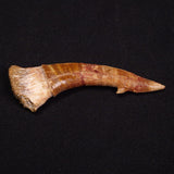 SAWFISH ROSTRAL BARB FOSSIL, Late Cretaceous, Morocco XSF005