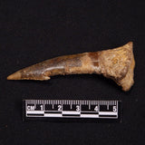 SAWFISH ROSTRAL BARB FOSSIL, Late Cretaceous, Morocco XSF007
