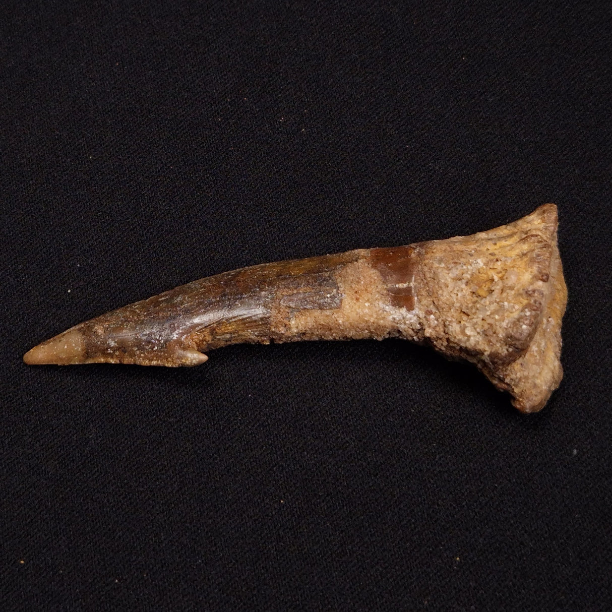 SAWFISH ROSTRAL BARB FOSSIL, Late Cretaceous, Morocco XSF007