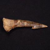 SAWFISH ROSTRAL BARB FOSSIL, Late Cretaceous, Morocco XSF007