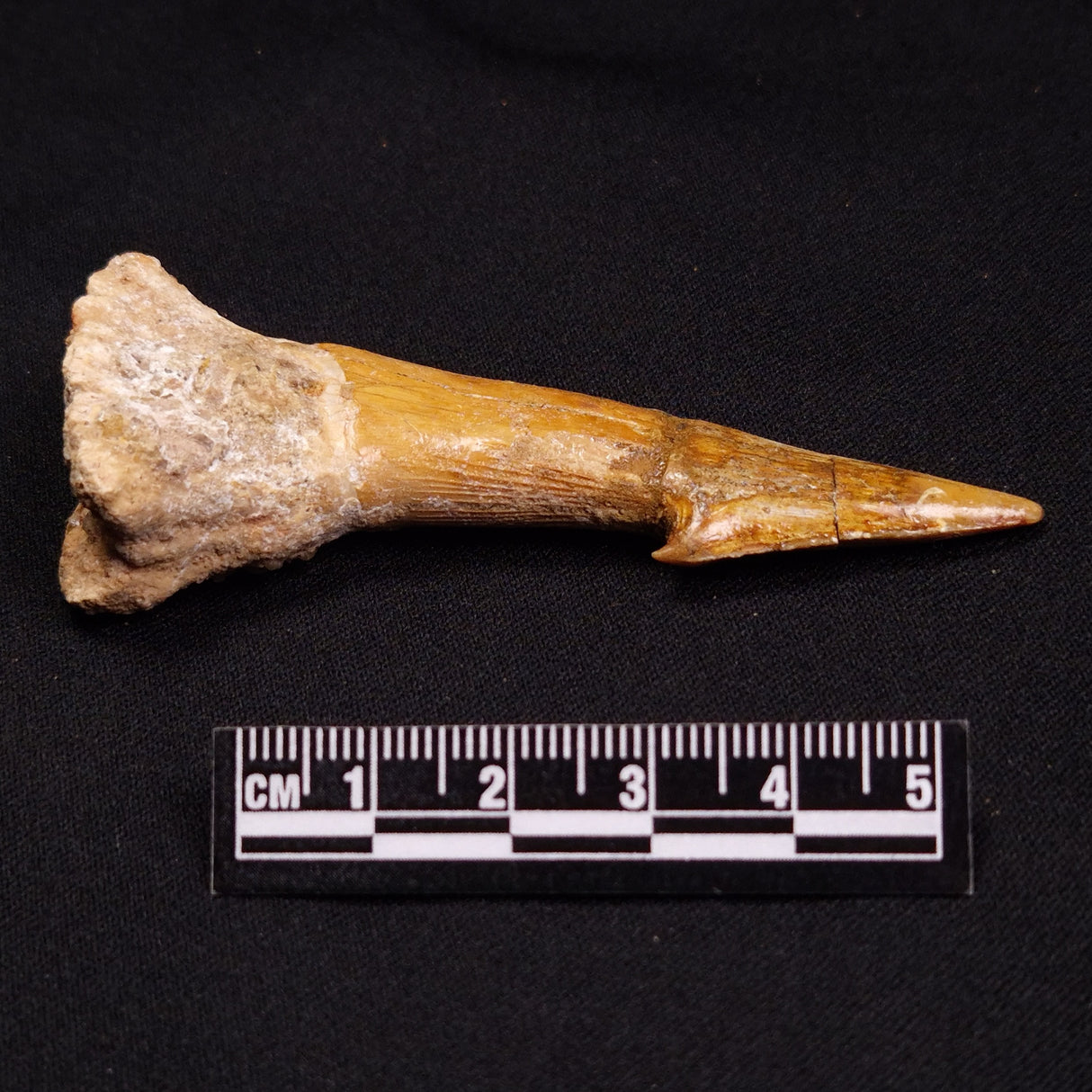 SAWFISH ROSTRAL BARB FOSSIL, Late Cretaceous, Morocco XSF008