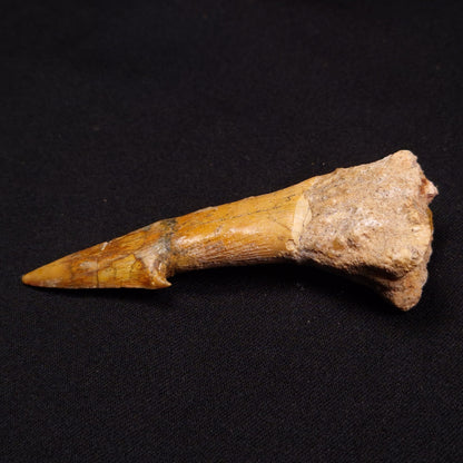 SAWFISH ROSTRAL BARB FOSSIL, Late Cretaceous, Morocco XSF008