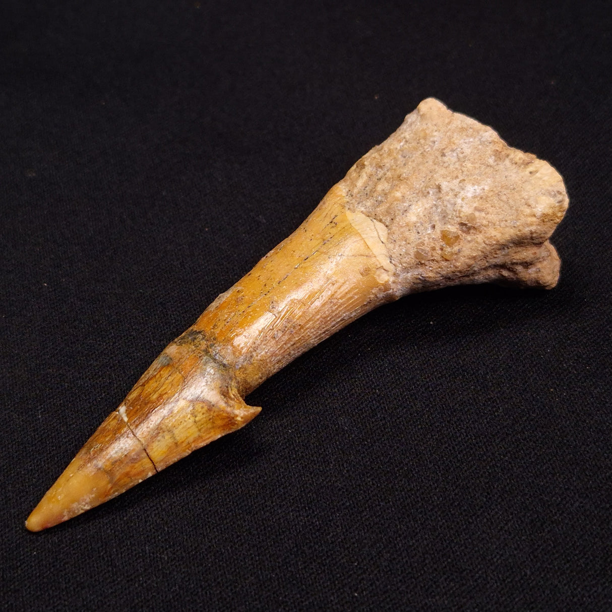 SAWFISH ROSTRAL BARB FOSSIL, Late Cretaceous, Morocco XSF008