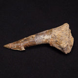 SAWFISH ROSTRAL BARB FOSSIL, Late Cretaceous, Morocco XSF009