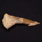 SAWFISH ROSTRAL BARB FOSSIL, Late Cretaceous, Morocco XSF009