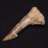 SAWFISH ROSTRAL BARB FOSSIL, Late Cretaceous, Morocco XSF009