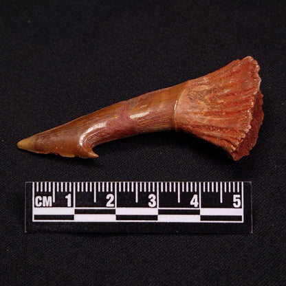 SAWFISH ROSTRAL BARB FOSSIL, Late Cretaceous, Morocco XSF011