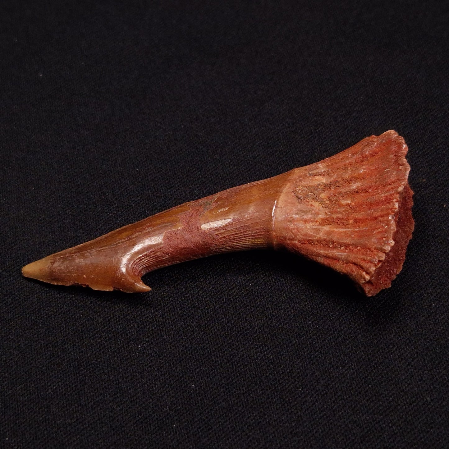 SAWFISH ROSTRAL BARB FOSSIL, Late Cretaceous, Morocco XSF011