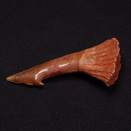 SAWFISH ROSTRAL BARB FOSSIL, Late Cretaceous, Morocco XSF011