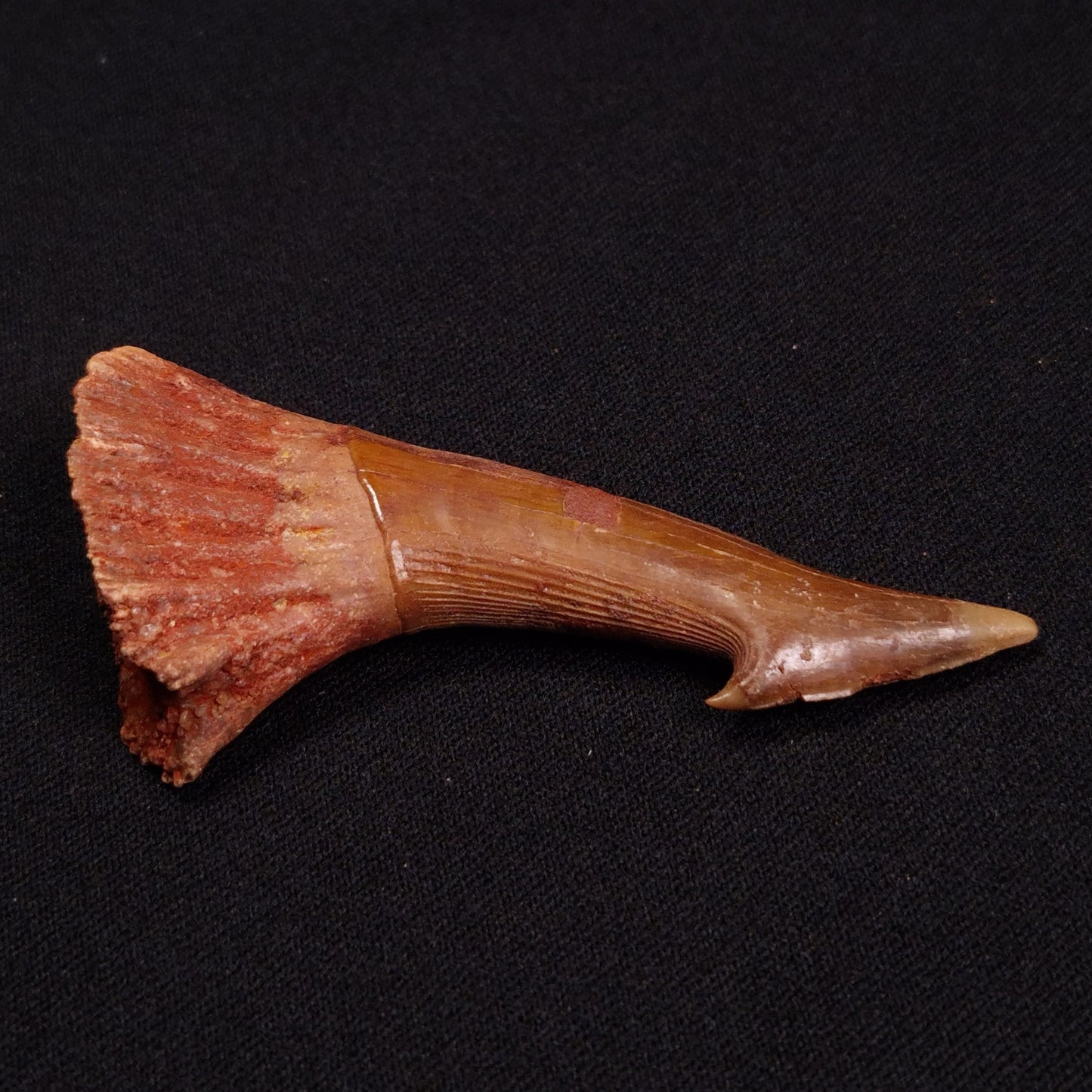 SAWFISH ROSTRAL BARB FOSSIL, Late Cretaceous, Morocco XSF011