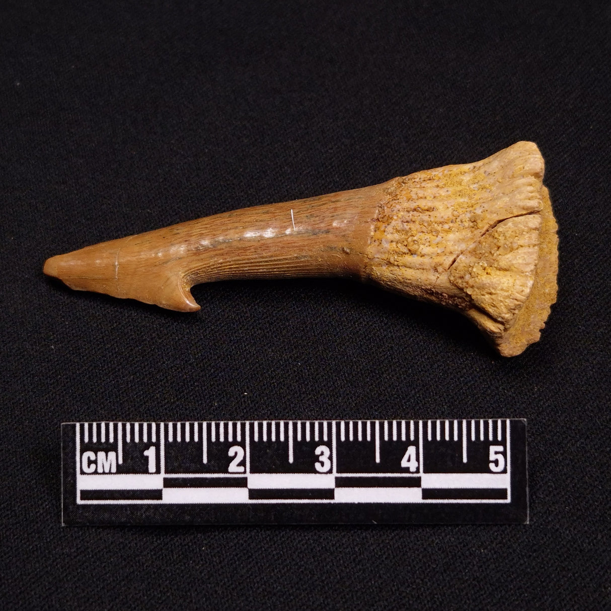 SAWFISH ROSTRAL BARB FOSSIL, Late Cretaceous, Morocco XSF012