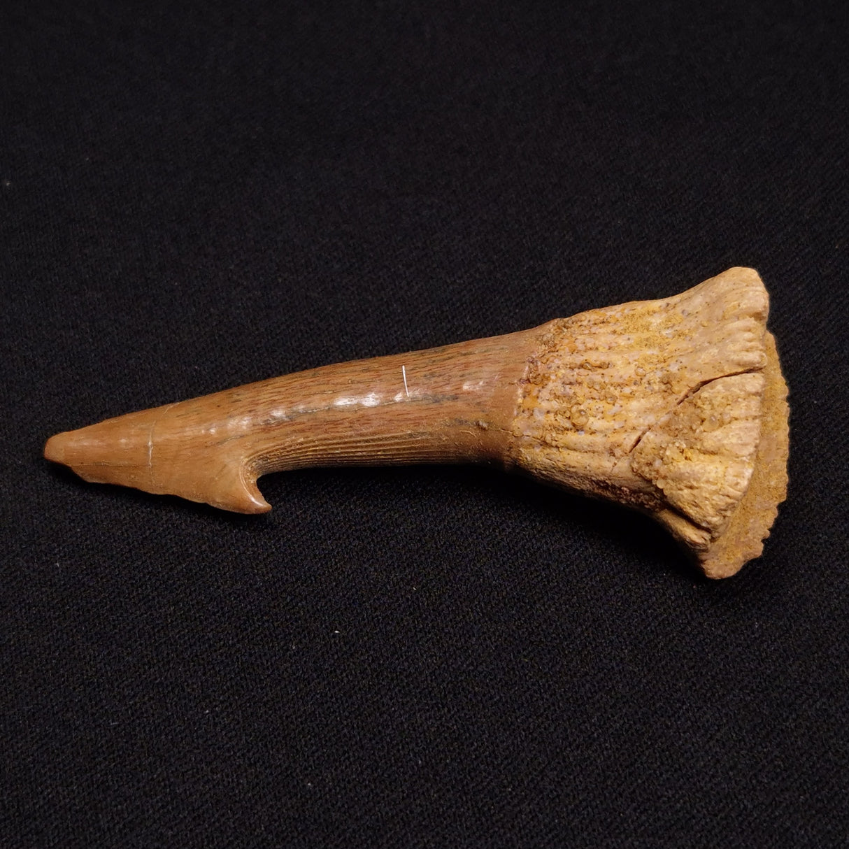 SAWFISH ROSTRAL BARB FOSSIL, Late Cretaceous, Morocco XSF012