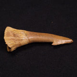 SAWFISH ROSTRAL BARB FOSSIL, Late Cretaceous, Morocco XSF012
