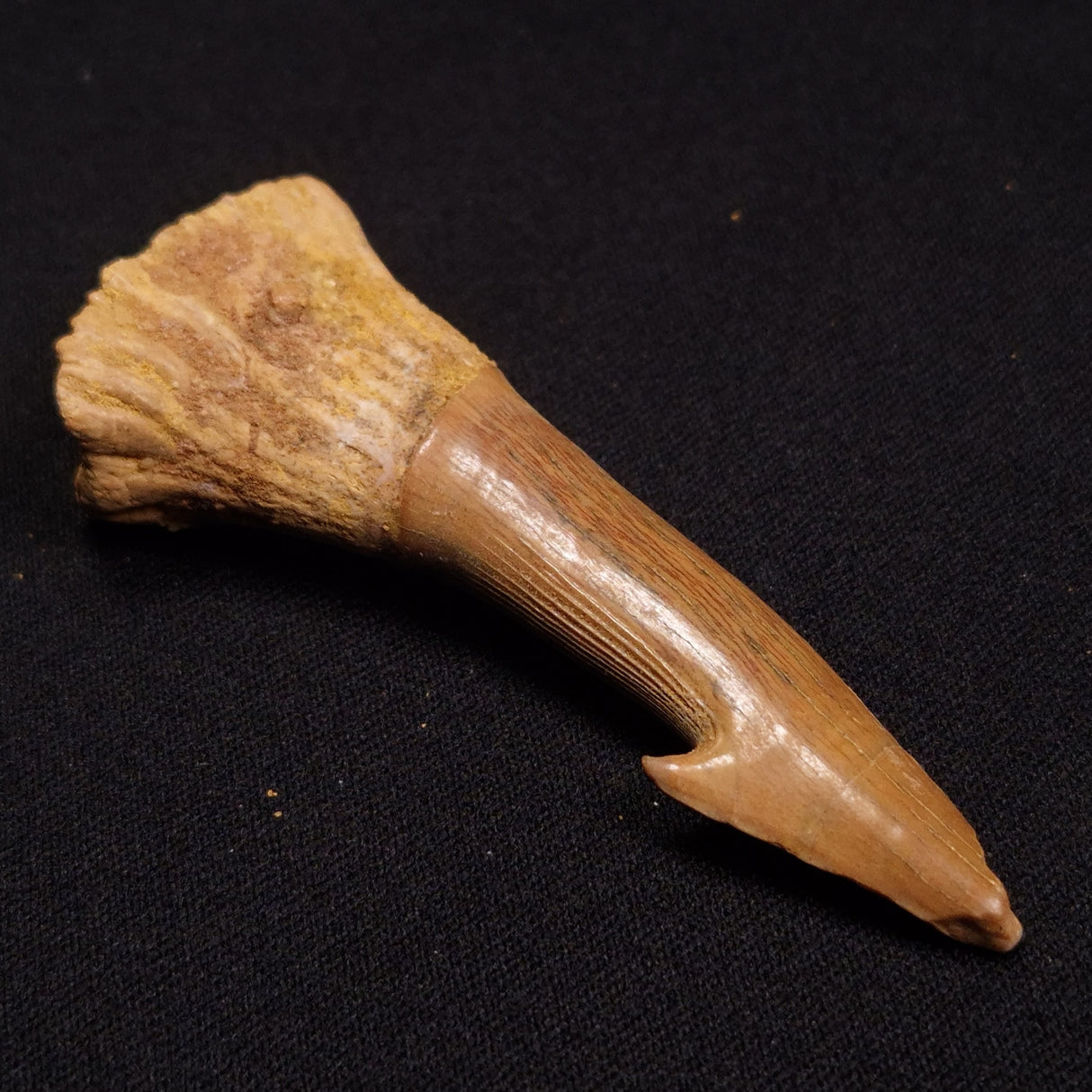 SAWFISH ROSTRAL BARB FOSSIL, Late Cretaceous, Morocco XSF012