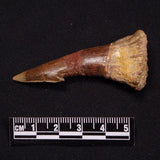 SAWFISH ROSTRAL BARB FOSSIL, Late Cretaceous, Morocco XSF013