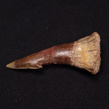 SAWFISH ROSTRAL BARB FOSSIL, Late Cretaceous, Morocco XSF013