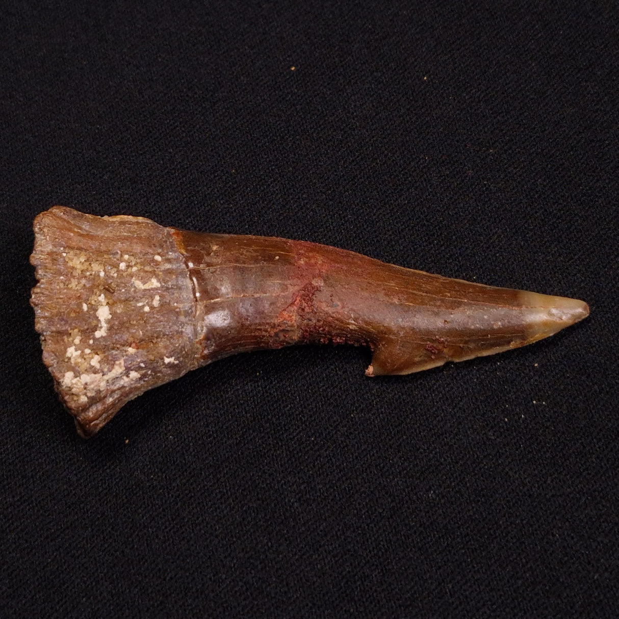 SAWFISH ROSTRAL BARB FOSSIL, Late Cretaceous, Morocco XSF013