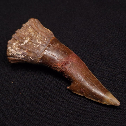 SAWFISH ROSTRAL BARB FOSSIL, Late Cretaceous, Morocco XSF013
