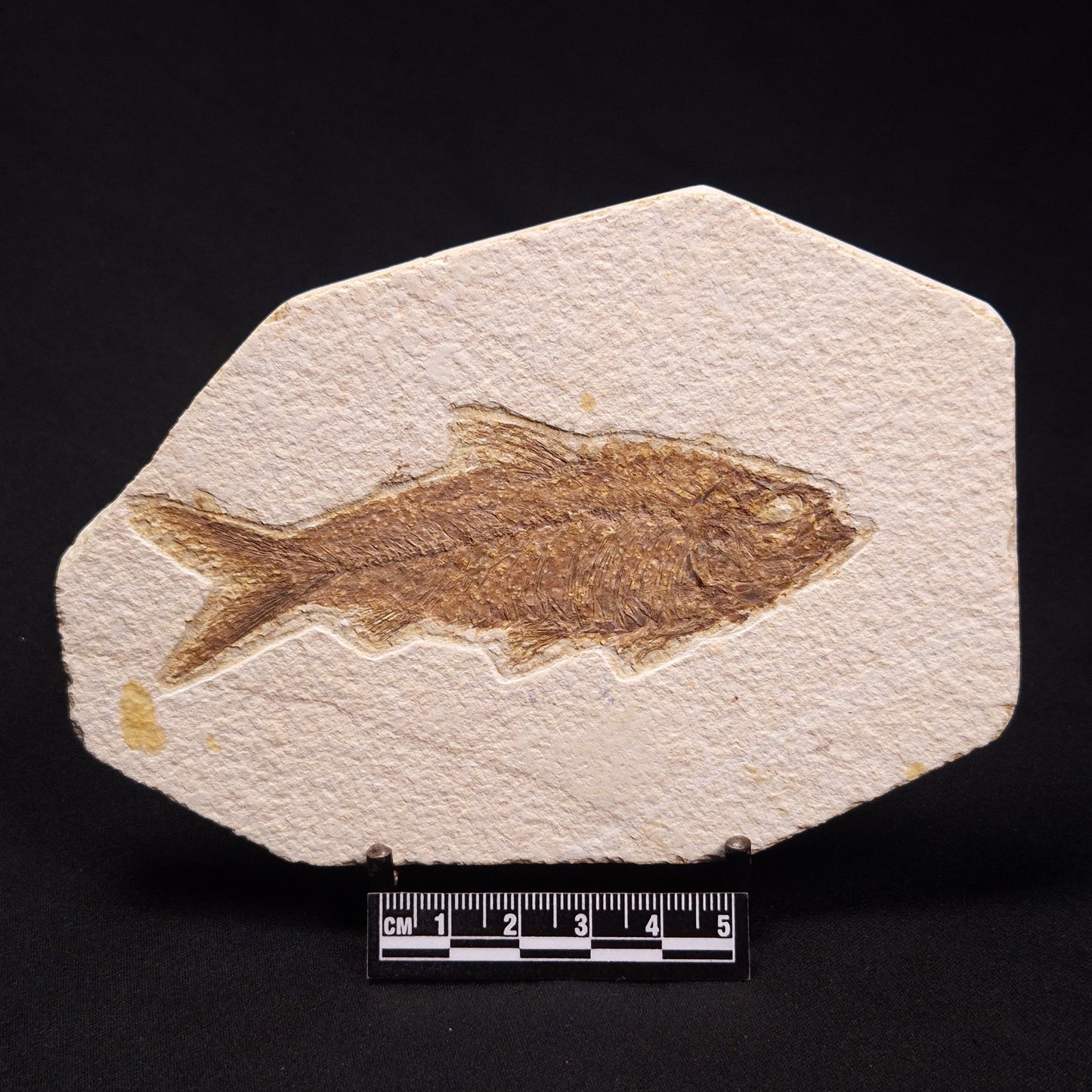 FISH FOSSIL KNIGHTIA ALTA, Eocene, USA XFW001