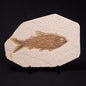 FISH FOSSIL KNIGHTIA ALTA, Eocene, USA XFW001
