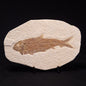 FISH FOSSIL KNIGHTIA ALTA, Eocene, USA XFW002