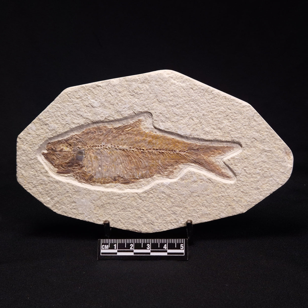 FISH FOSSIL KNIGHTIA ALTA, Eocene, USA XFW003