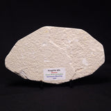 FISH FOSSIL KNIGHTIA ALTA, Eocene, USA XFW003