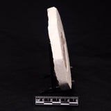 FISH FOSSIL KNIGHTIA ALTA, Eocene, USA XFW003