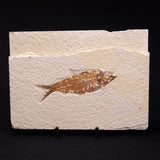 FISH FOSSIL KNIGHTIA ALTA, Eocene, USA XFW004
