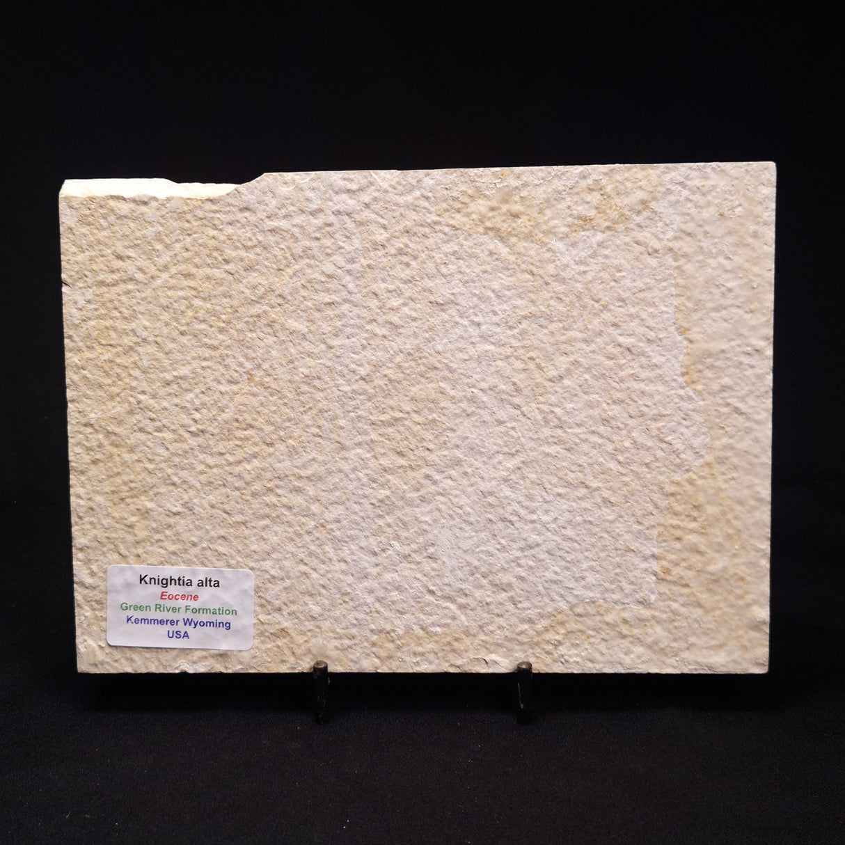 FISH FOSSIL KNIGHTIA ALTA, Eocene, USA XFW004