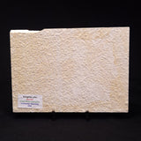 FISH FOSSIL KNIGHTIA ALTA, Eocene, USA XFW004