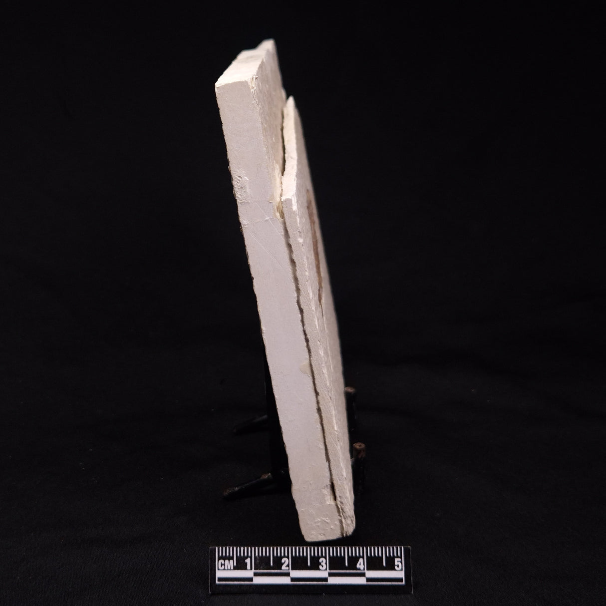 FISH FOSSIL KNIGHTIA ALTA, Eocene, USA XFW004