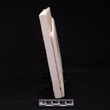 FISH FOSSIL KNIGHTIA ALTA, Eocene, USA XFW004