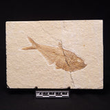 FISH FOSSIL DIPLOMYSTUS DENTATUS, Eocene, USA XFW005