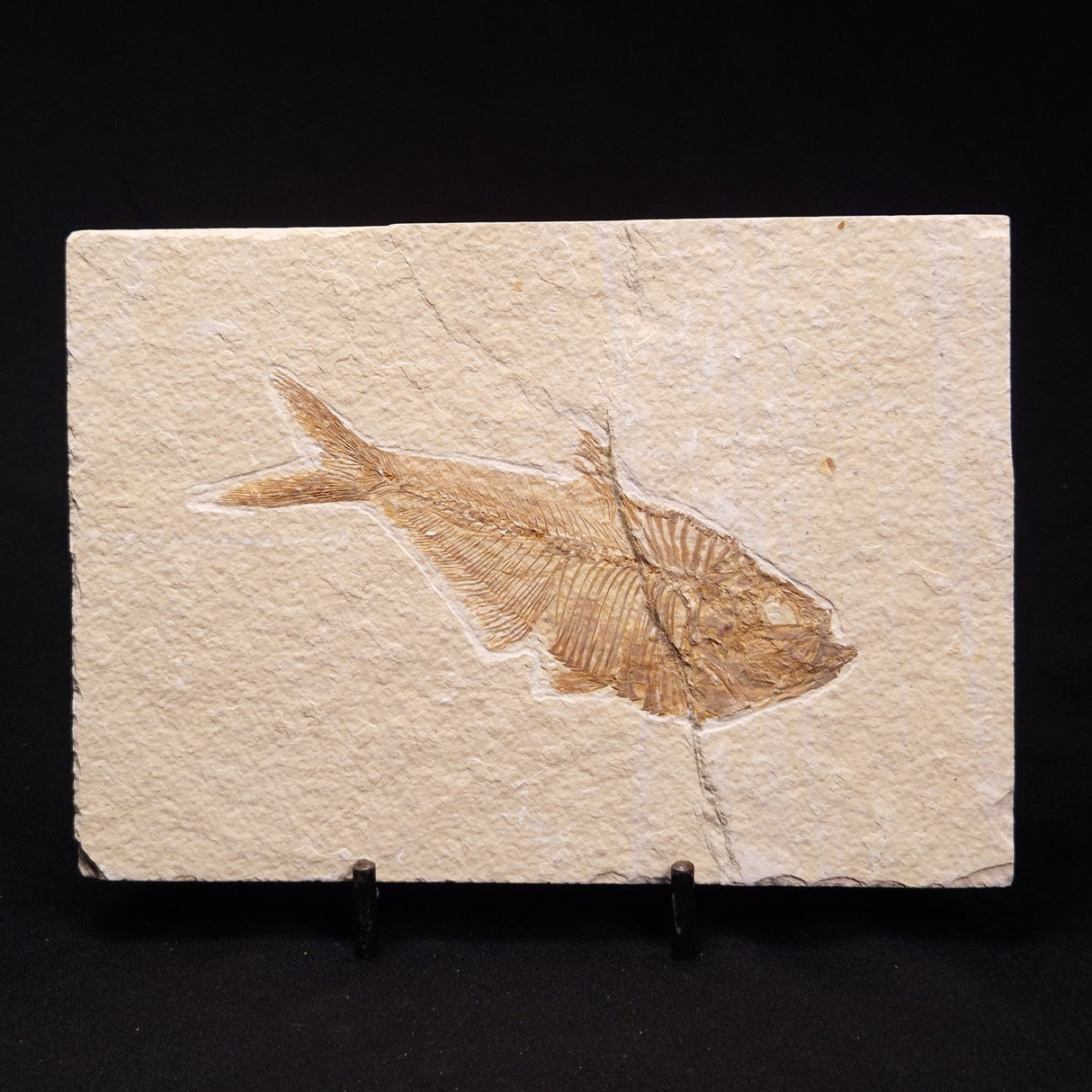 FISH FOSSIL DIPLOMYSTUS DENTATUS, Eocene, USA XFW005