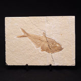 FISH FOSSIL DIPLOMYSTUS DENTATUS, Eocene, USA XFW005