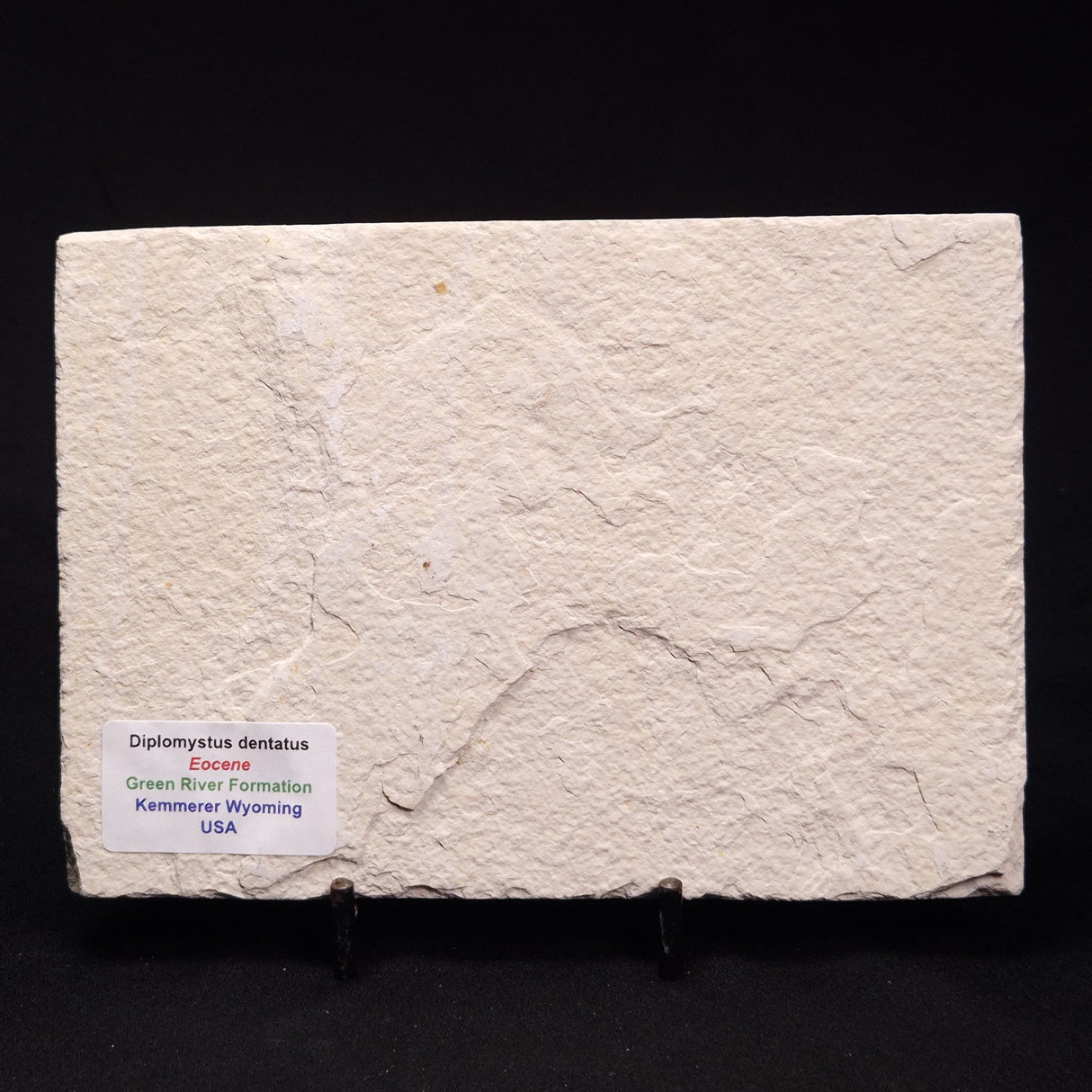 FISH FOSSIL DIPLOMYSTUS DENTATUS, Eocene, USA XFW005