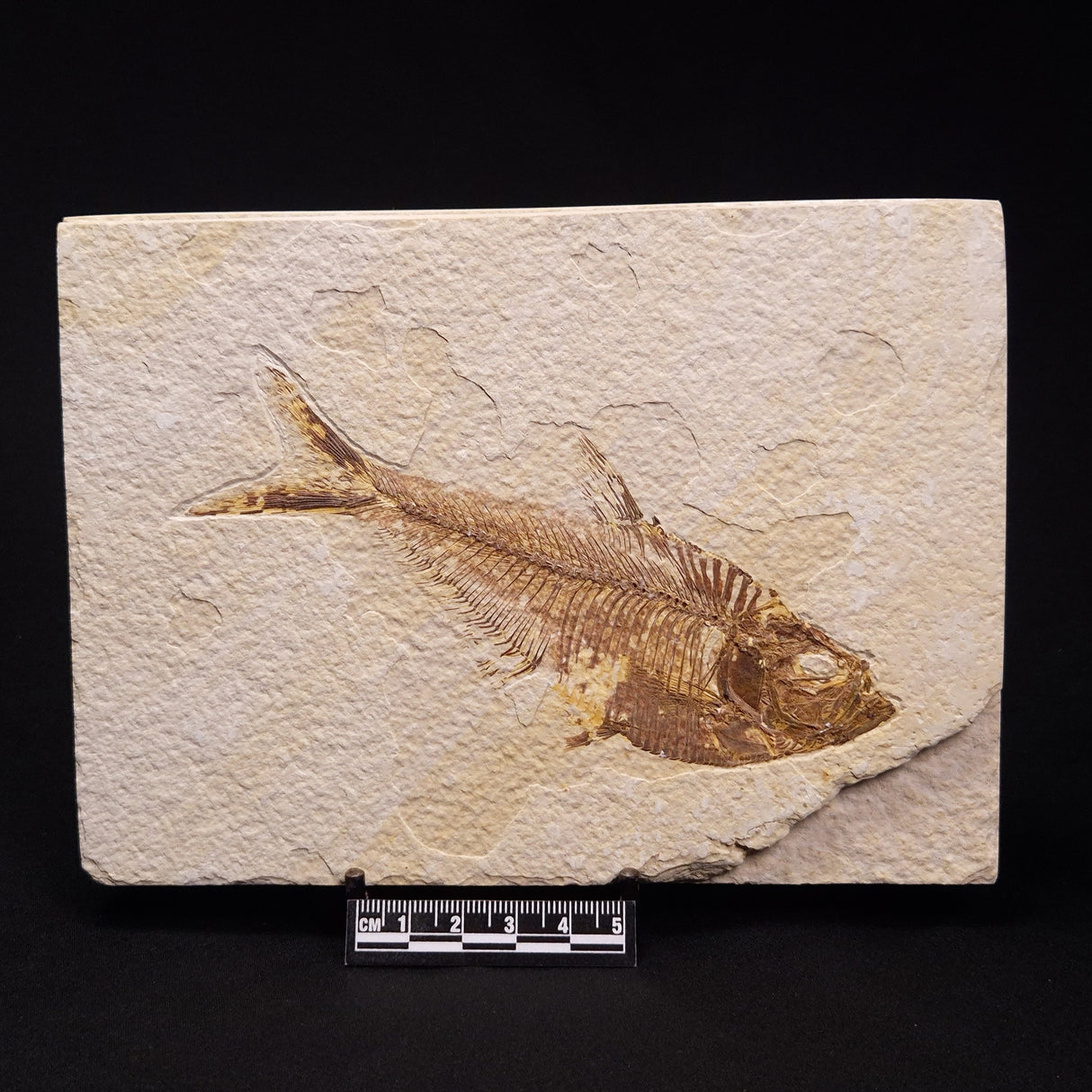 FISH FOSSIL DIPLOMYSTUS DENTATUS, Eocene, USA XFW006