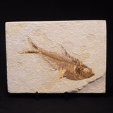 FISH FOSSIL DIPLOMYSTUS DENTATUS, Eocene, USA XFW006