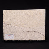 FISH FOSSIL DIPLOMYSTUS DENTATUS, Eocene, USA XFW006