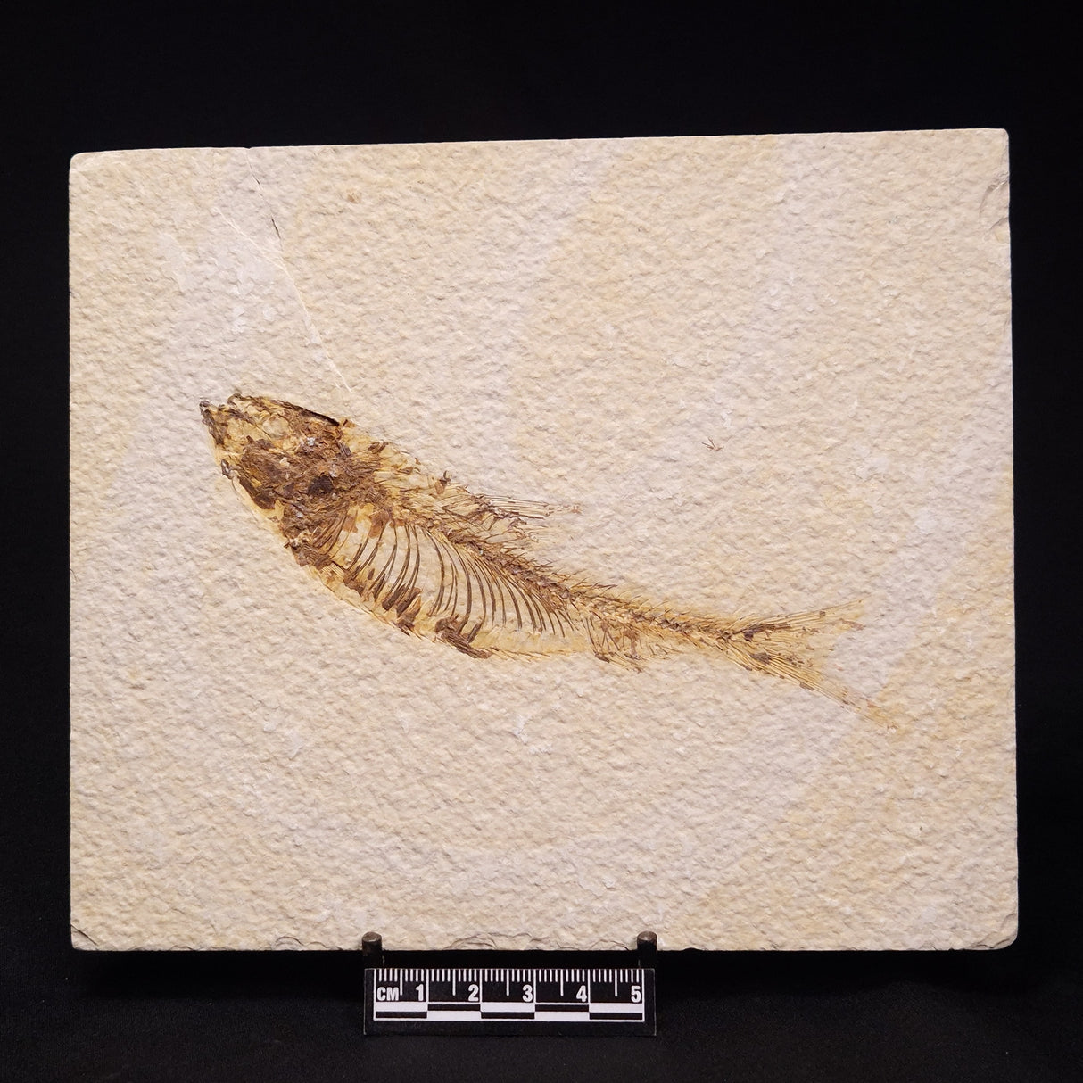 FISH FOSSIL KNIGHTIA ALTA, Eocene, USA XFW007