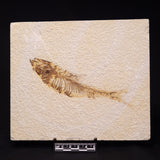 FISH FOSSIL KNIGHTIA ALTA, Eocene, USA XFW007