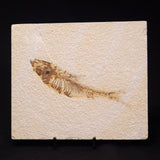 FISH FOSSIL KNIGHTIA ALTA, Eocene, USA XFW007