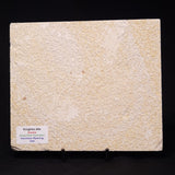 FISH FOSSIL KNIGHTIA ALTA, Eocene, USA XFW007