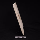 FISH FOSSIL KNIGHTIA ALTA, Eocene, USA XFW007