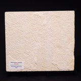 FISH FOSSIL DIPLOMYSTUS DENTATUS, Eocene, USA XFW008